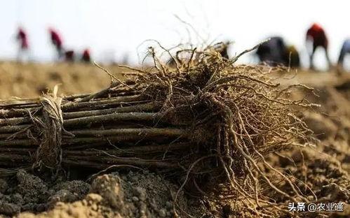 在头条怎么种果树,轻松掌握果树种植技巧